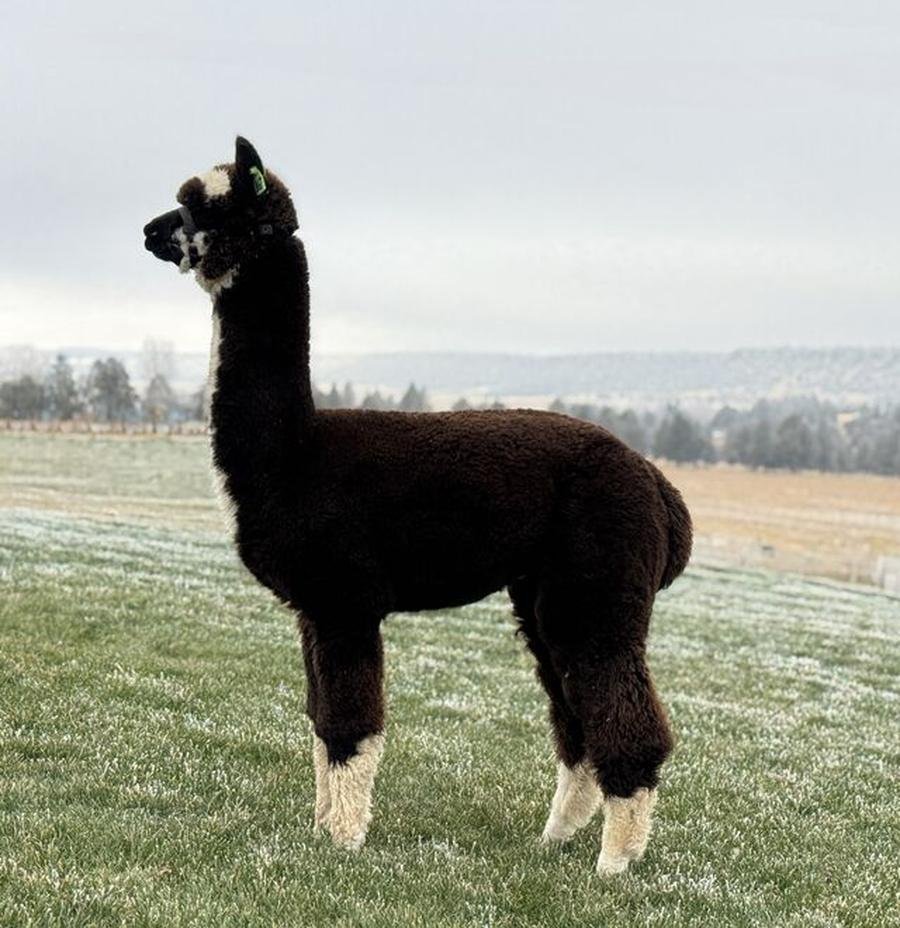 A Brandsma Farm alpaca